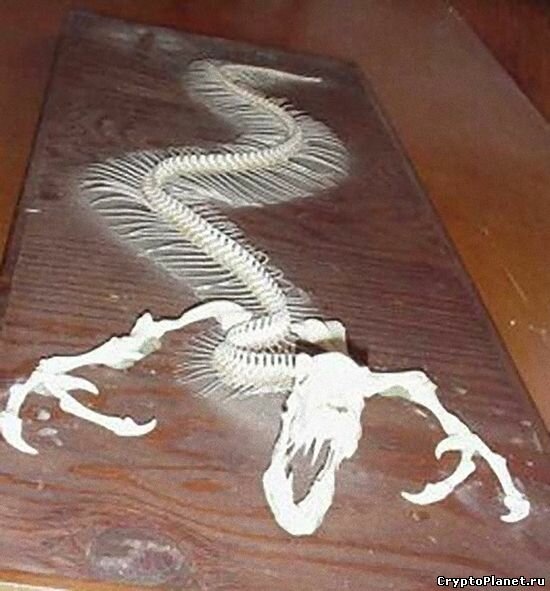 В XXI веке, когда появился Интернет, объявилась ещё одна таинственная фотография, показывающая скелет татцельвурма